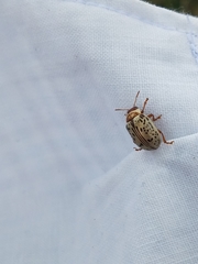 Calligrapha multipunctata
