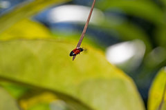 Drapetes tunicatus