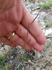 Bouteloua trifida