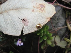 Charidotella succinea