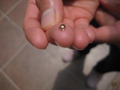 Charidotella succinea