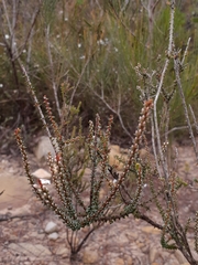Epacris microphylla