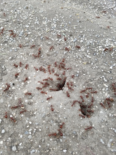 Red Harvester Ant