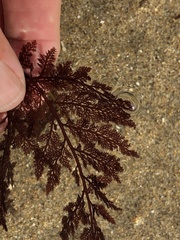 Microcladia coulteri