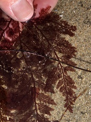 Microcladia coulteri