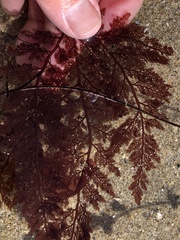 Microcladia coulteri