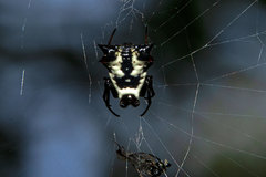 Micrathena similis