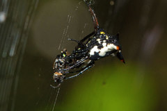 Micrathena similis