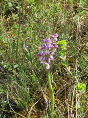 Anacamptis morio