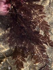 Microcladia coulteri