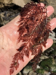 Microcladia coulteri
