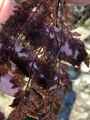 Microcladia coulteri