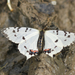 Dragon Swallowtail - Photo (c) Terry Townshend, some rights reserved (CC BY-NC), uploaded by Terry Townshend