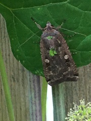 Noctua pronuba