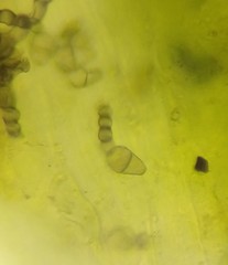 Polythrincium trifolii