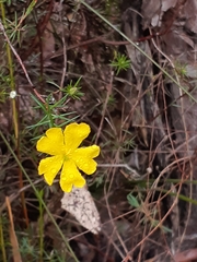 Hibbertia cistiflora