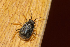 Cyrtocapsus haitianus