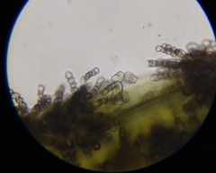 Polythrincium trifolii