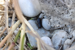 Loboptera canariensis