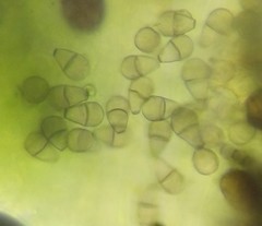 Polythrincium trifolii