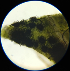 Polythrincium trifolii