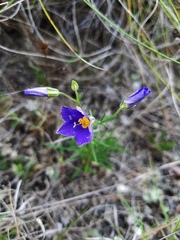 Giliastrum rigidulum