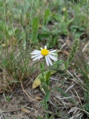 Aphanostephus ramosissimus