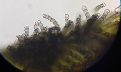 Polythrincium trifolii