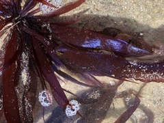 Prionitis lanceolata