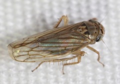 Exitianus exitiosus