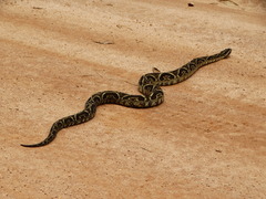 Bothrops fonsecai