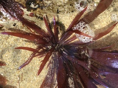Prionitis lanceolata