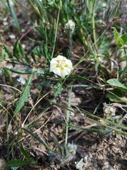 Chamaesaracha edwardsiana