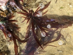 Prionitis lanceolata