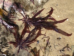 Prionitis lanceolata