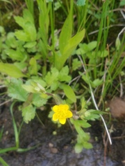 Ranunculus macounii