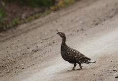 Tetrao urogalloides