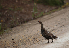 Tetrao urogalloides