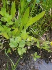 Ranunculus macounii