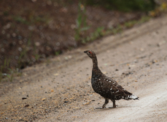 Tetrao urogalloides