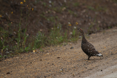 Tetrao urogalloides