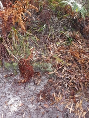 Genoplesium pumilum