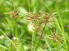 Cyperus floribundus