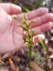 Genoplesium pumilum