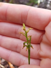 Genoplesium pumilum