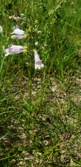 Penstemon gracilis gracilis
