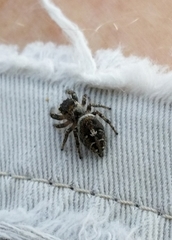 Phidippus carolinensis