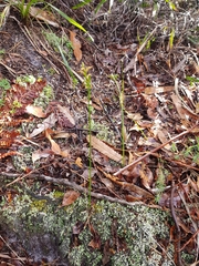 Genoplesium pumilum