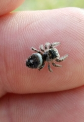 Phidippus carolinensis