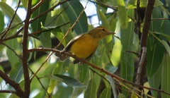 Vireo hypochryseus